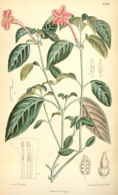 Ruellia portellae by Matilda Smith